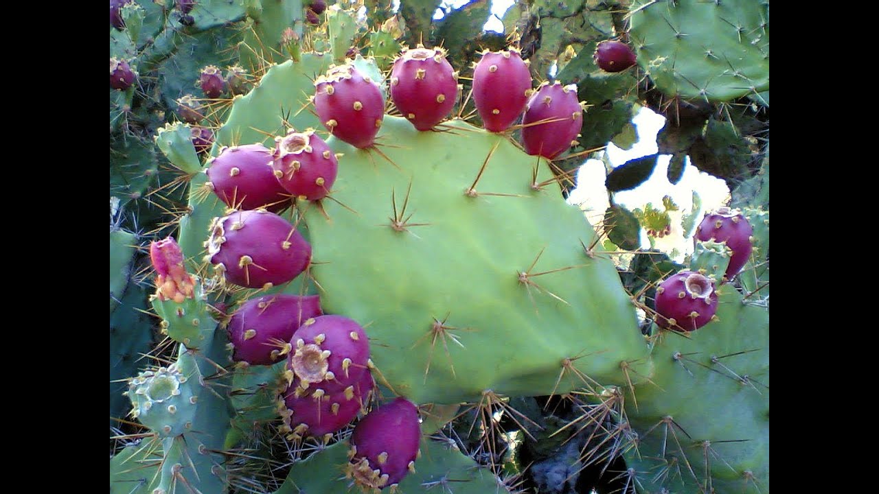 Cactus Water Infusion